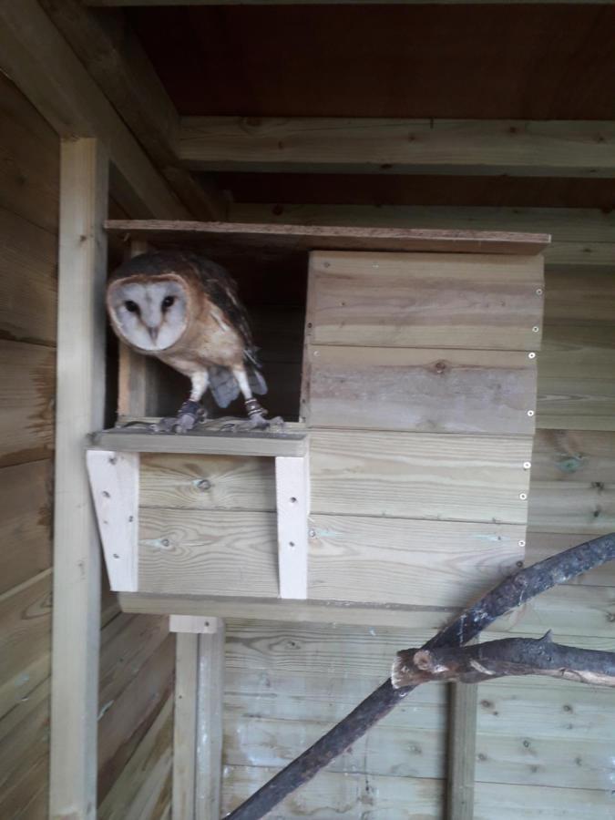 Ruby Shepherds Hut Sleeps 4 Rhayader Bagian luar foto